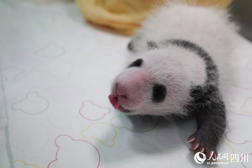 POTRET Lucunya Bayi Panda Kembar di Sichuan-Image-4