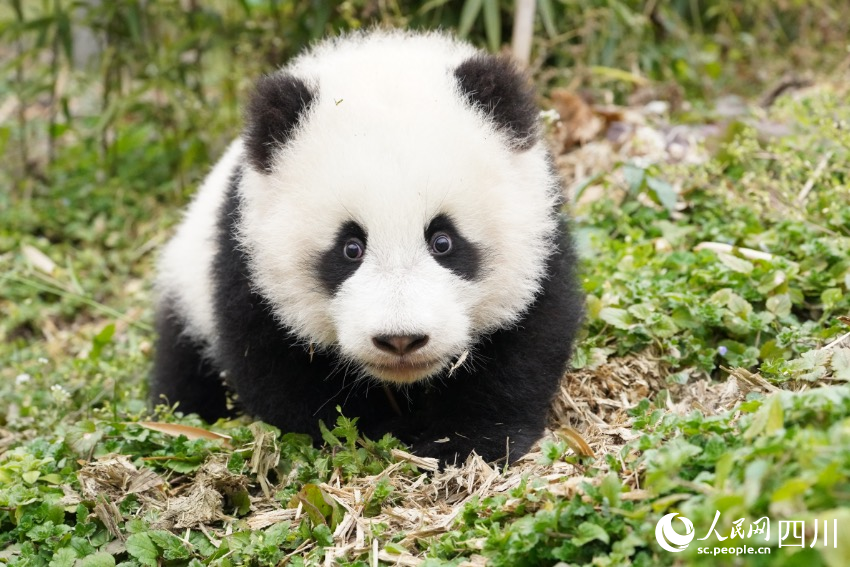 POTRET Lucunya Bayi Panda Kembar di Sichuan-Image-5