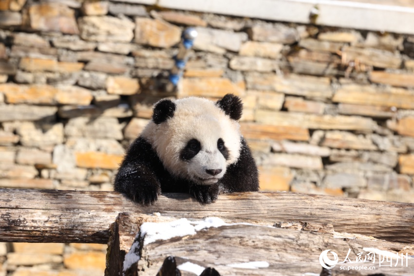 POTRET Lucunya Bayi Panda Kembar di Sichuan-Image-6