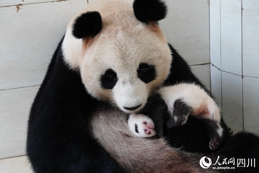 POTRET Lucunya Bayi Panda Kembar di Sichuan-Image-7