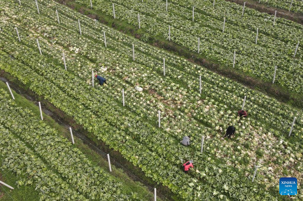 POTRET Petani China Panen Sayur Meski Gelombang Dingin-Image-1