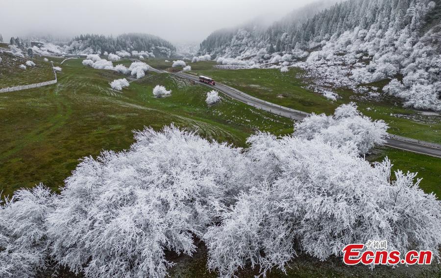 POTRET Bunga Rime Hiasi di Gunung Peri di Chongqing-Image-3