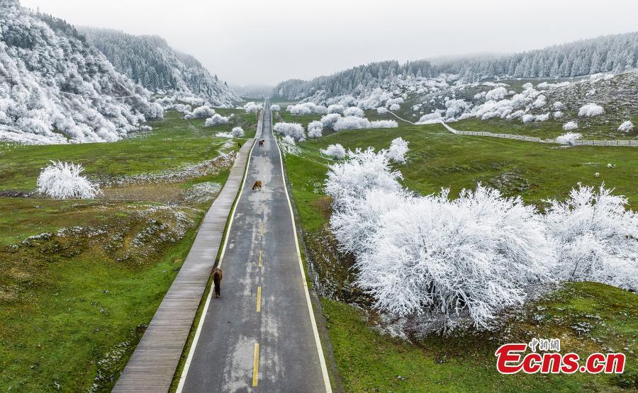 POTRET Bunga Rime Hiasi di Gunung Peri di Chongqing-Image-1