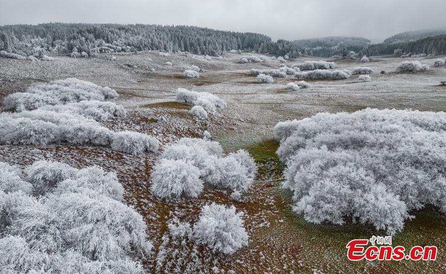 POTRET Bunga Rime Hiasi di Gunung Peri di Chongqing-Image-7