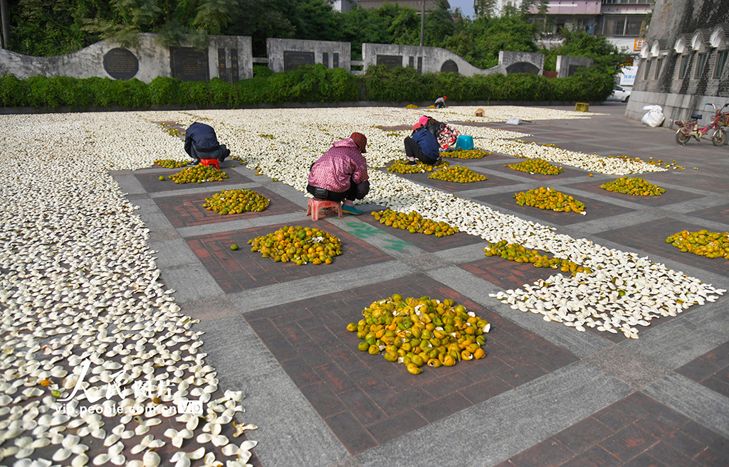 POTRET Keringkan Kulit Jeruk di Jiangmen-Image-1