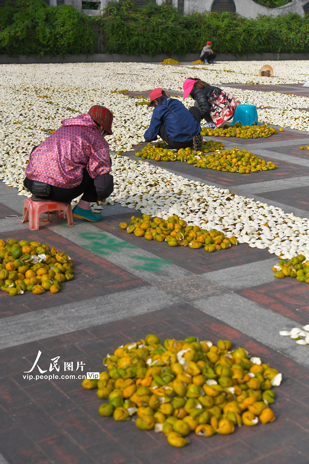 POTRET Keringkan Kulit Jeruk di Jiangmen-Image-2