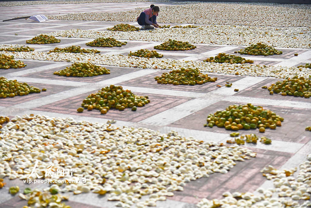 POTRET Keringkan Kulit Jeruk di Jiangmen-Image-4