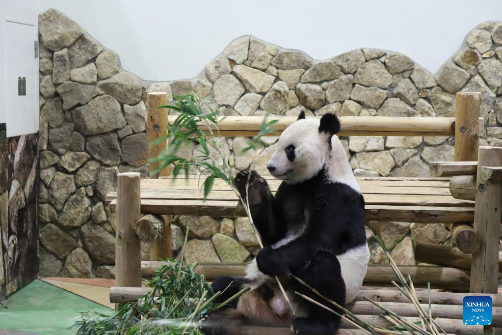 Panda Eimei Jadi Utusan Persahabatan China-Jepang-Image-1