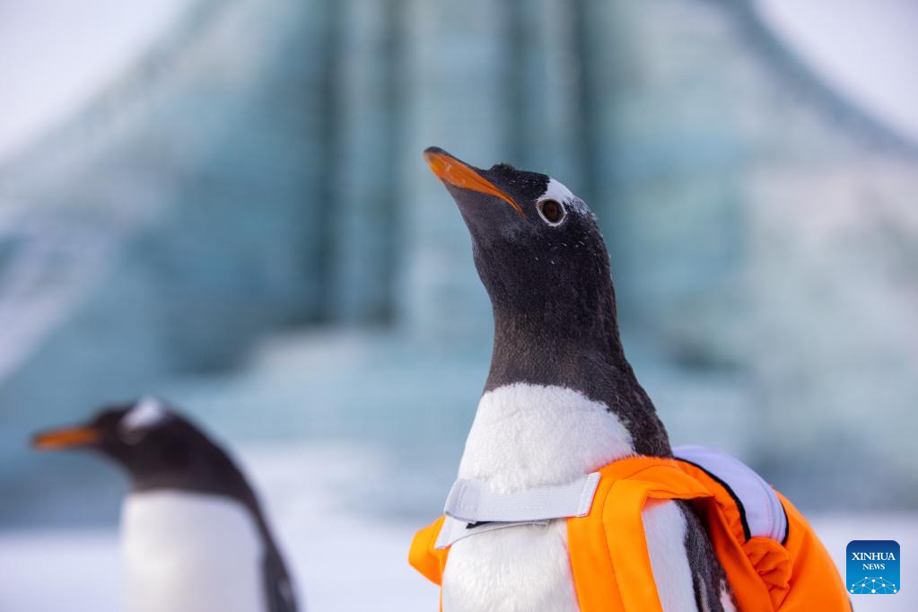 POTRET Penguin Mejeng di Harbin Ice-Snow World-Image-2