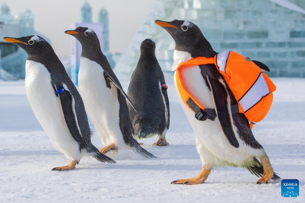 POTRET Penguin Mejeng di Harbin Ice-Snow World-Image-5