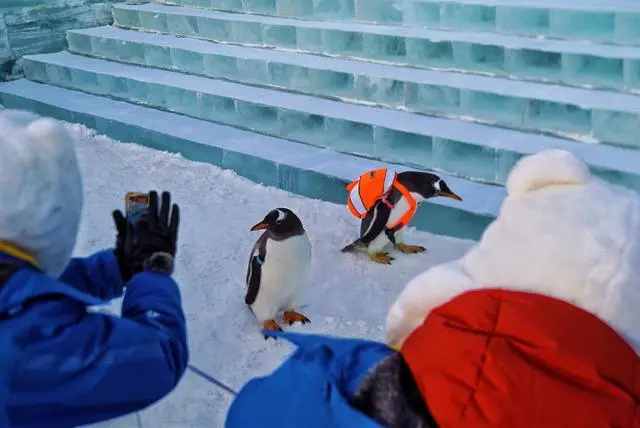 POTRET Penguin Mejeng di Harbin Ice-Snow World-Image-1