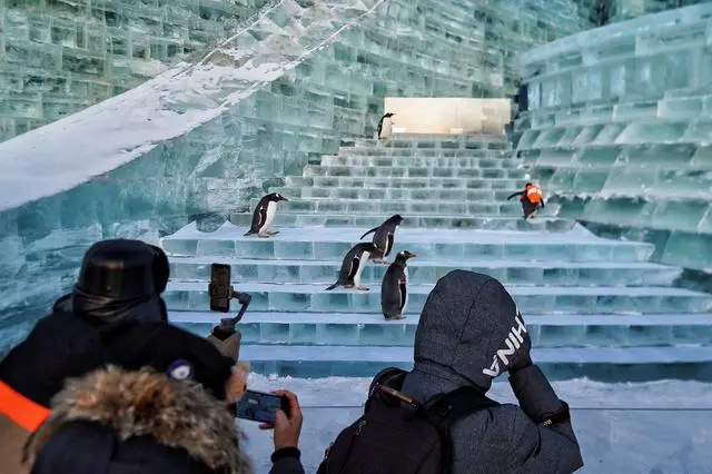 POTRET Penguin Mejeng di Harbin Ice-Snow World-Image-6