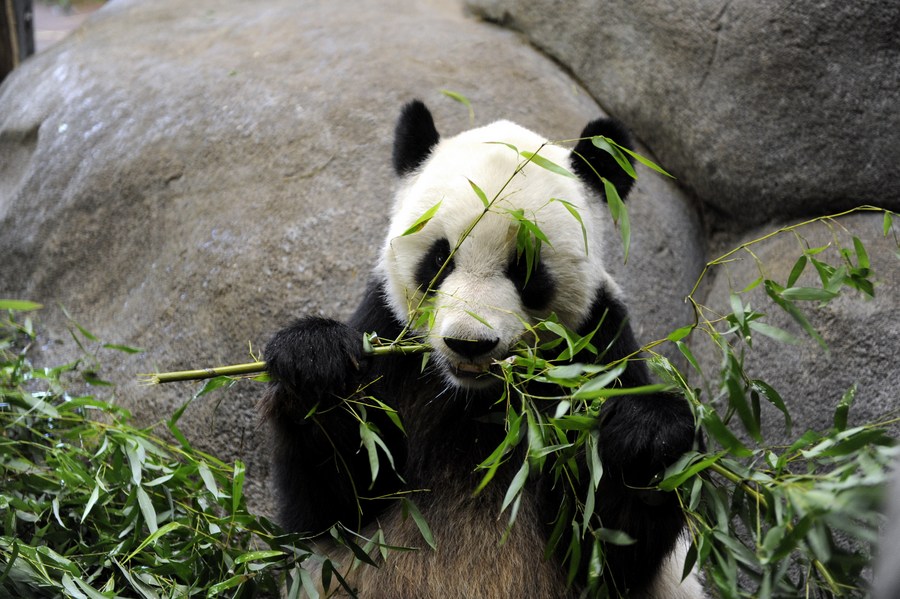 Panda di Memphis Zoo Akan Pulang ke China-Image-1