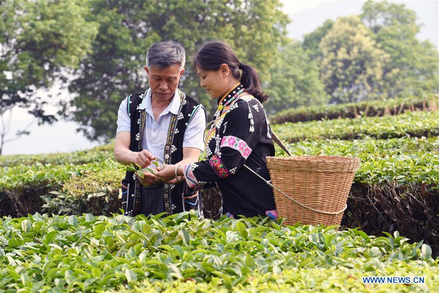 Budaya Teh China Dilestarikan Generasi Muda-Image-1