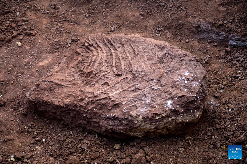 Fosil Dinosaurus Ditemukan di Yunnan-Image-2