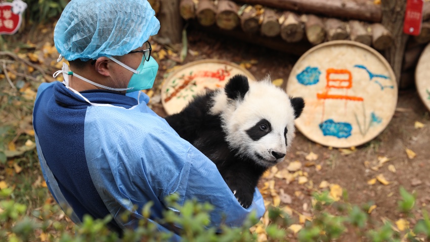 POTRET 13 Panda Cengdu Foto Jelang Tahun Baru-Image-5