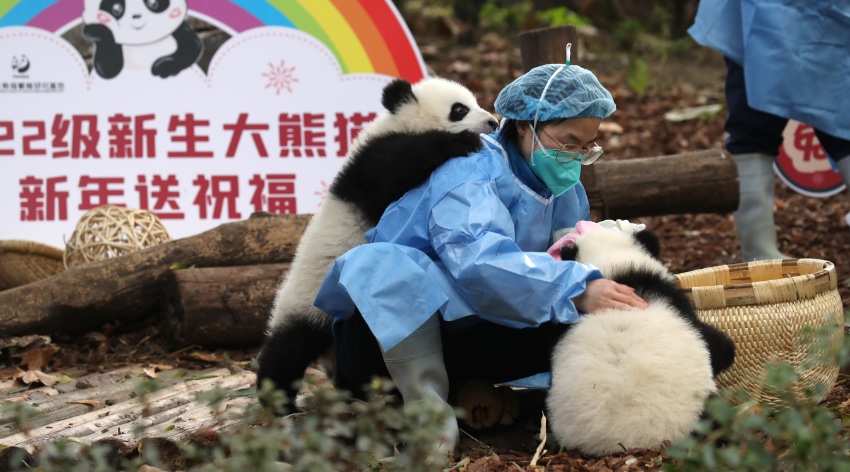 POTRET 13 Panda Cengdu Foto Jelang Tahun Baru-Image-7