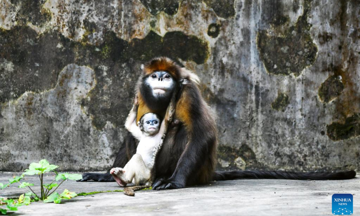 China Larang Warga Makan Daging Satwa Liar-Image-1