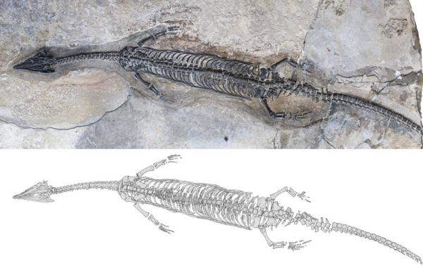 Fosil Reptil Laut Purba Ditemukan di Yunnan-Image-1