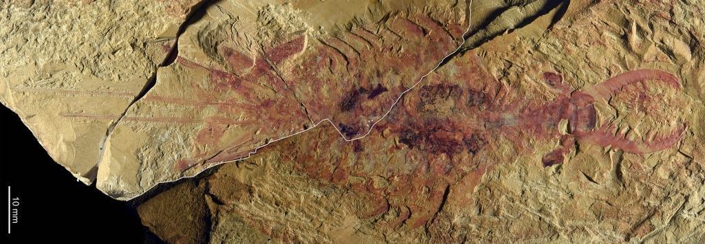 Paleontologi China Temukan Udang Purba Abnormal-Image-1