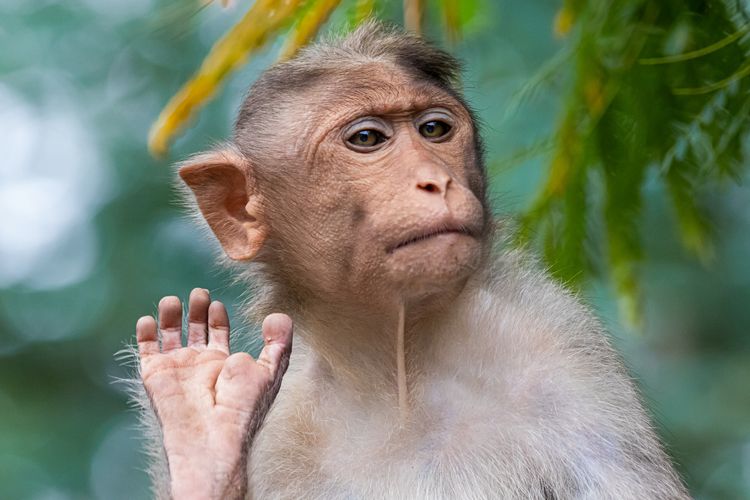 Shio 24 Januari 2023: Monyet Penuh Energi-Image-1