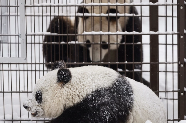 Ahtari Zoo Bangkrut, Panda Akan Pulang ke China-Image-1