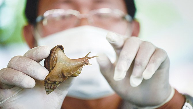 Lendir Siput Jadi Perekat Luka di China-Image-1