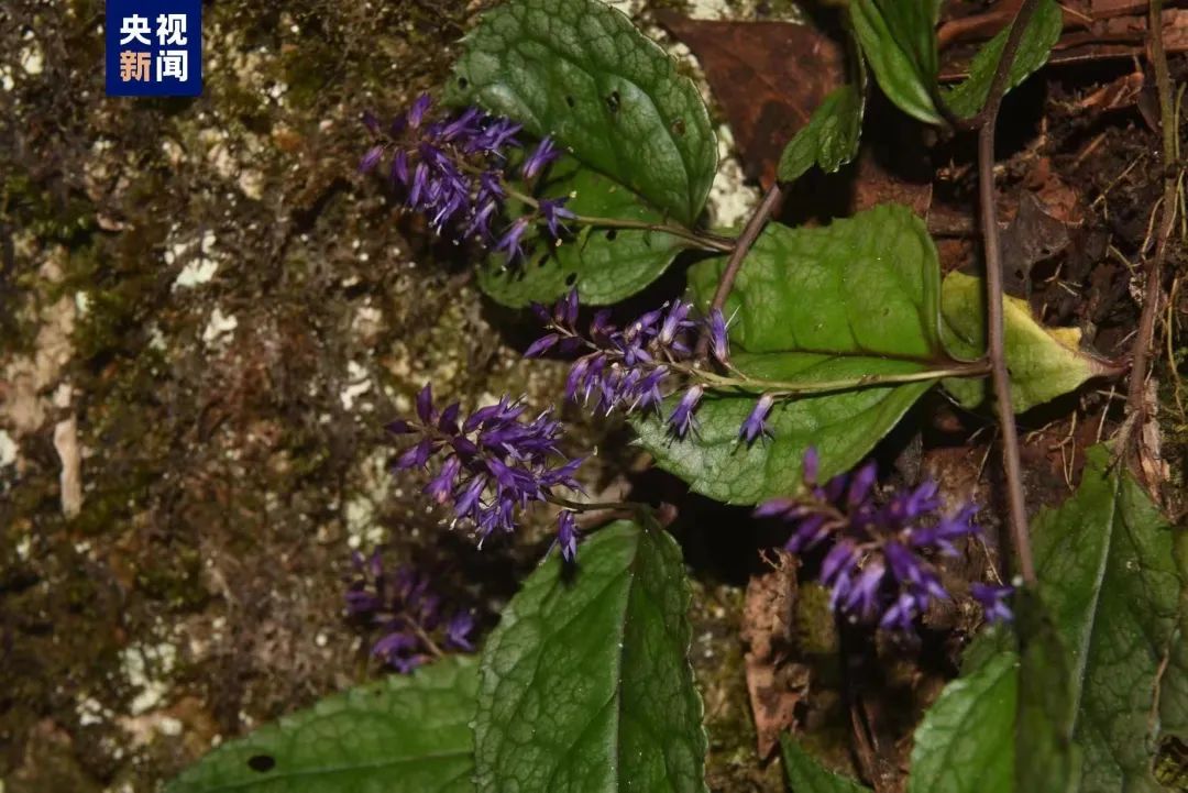 Spesies Veronicastrum Baru Ditemukan di Hubei-Image-1