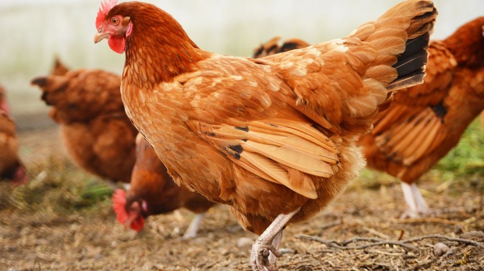 Shio 9 Februari 2023: Ada Kemujuran Bagi Ayam-Image-1