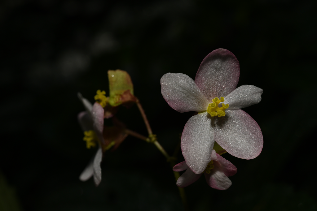 Spesies Bunga Begonia Baru Ditemukan di Longling-Image-1