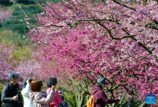 POTRET Bunga Sakura Mekar di Yongfu-Image-3