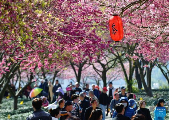 POTRET Bunga Sakura Mekar di Yongfu-Image-9