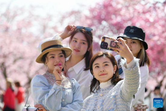 POTRET Bunga Sakura Mekar di Yongfu-Image-5