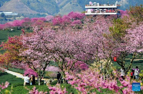 POTRET Bunga Sakura Mekar di Yongfu-Image-2
