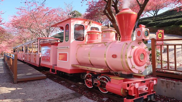 POTRET: Wisata Menyusuri Pesona Taman Sakura dengan Kereta Merah Muda-Image-1