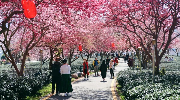 POTRET: Wisata Menyusuri Pesona Taman Sakura dengan Kereta Merah Muda-Image-2