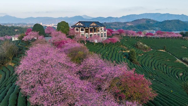 POTRET: Wisata Menyusuri Pesona Taman Sakura dengan Kereta Merah Muda-Image-3