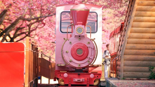 POTRET: Wisata Menyusuri Pesona Taman Sakura dengan Kereta Merah Muda-Image-4