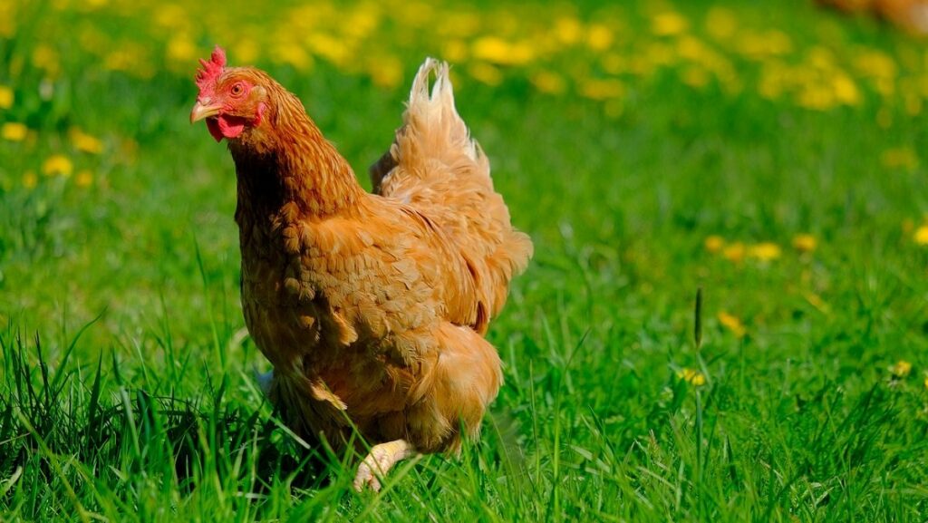 Shio 21 Februari 2023: Ayam Sedang Beruntung-Image-1