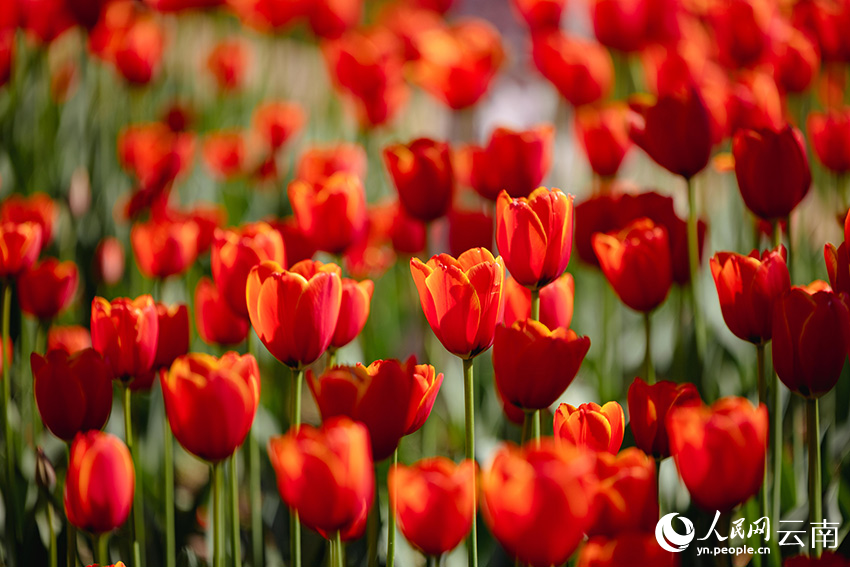 POTRET Ratusan Ribu Tulip Mekar di Kunming-Image-6