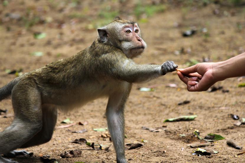 Shio 26 Februari 2023: Monyet Penuh Energi dan Inspirasi-Image-1