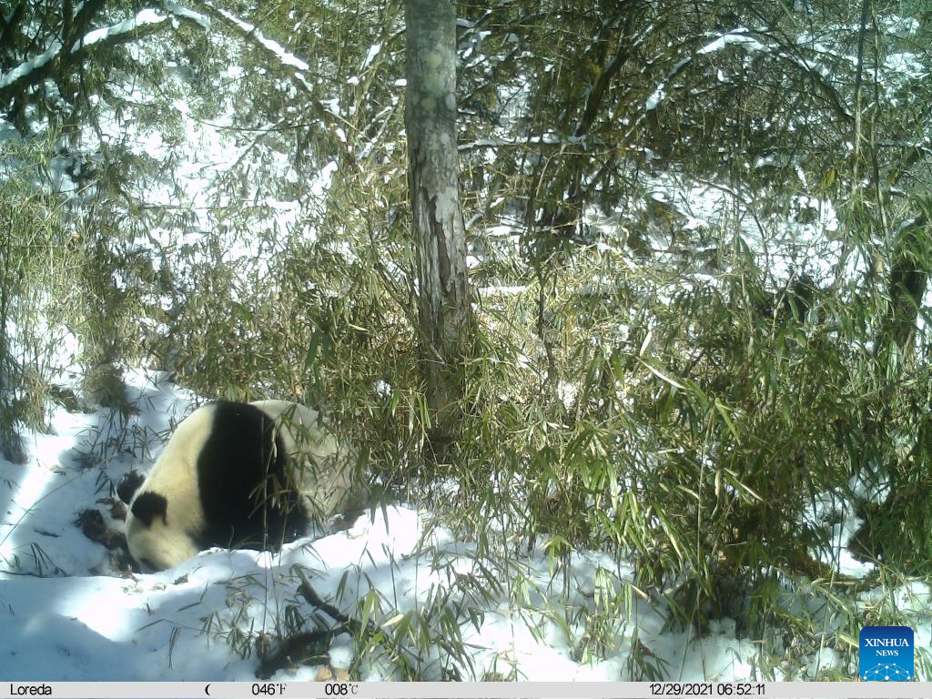 Panda Pacaran Dipantau Teleskop di Tangjiahe-Image-1
