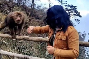 Pria yang Duel vs Monyet di Gunung Emei Minta Maaf-Image-1