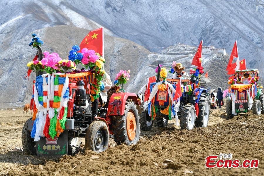 Warga Lhasa Rayakan Musim Membajak Sawah-Image-4