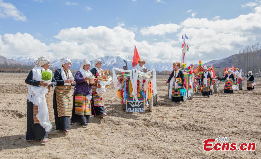 Warga Lhasa Rayakan Musim Membajak Sawah-Image-2