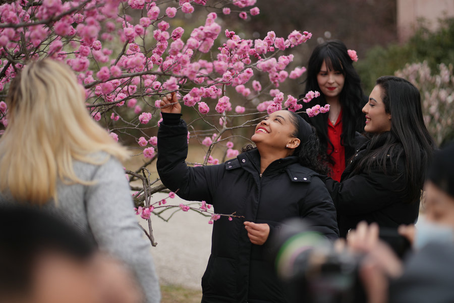 POTRET: Pohon Plum Bermekaran di Qingdao-Image-1