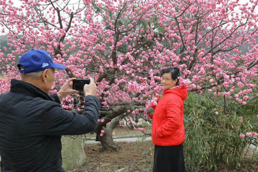 POTRET: Pohon Plum Bermekaran di Qingdao-Image-3