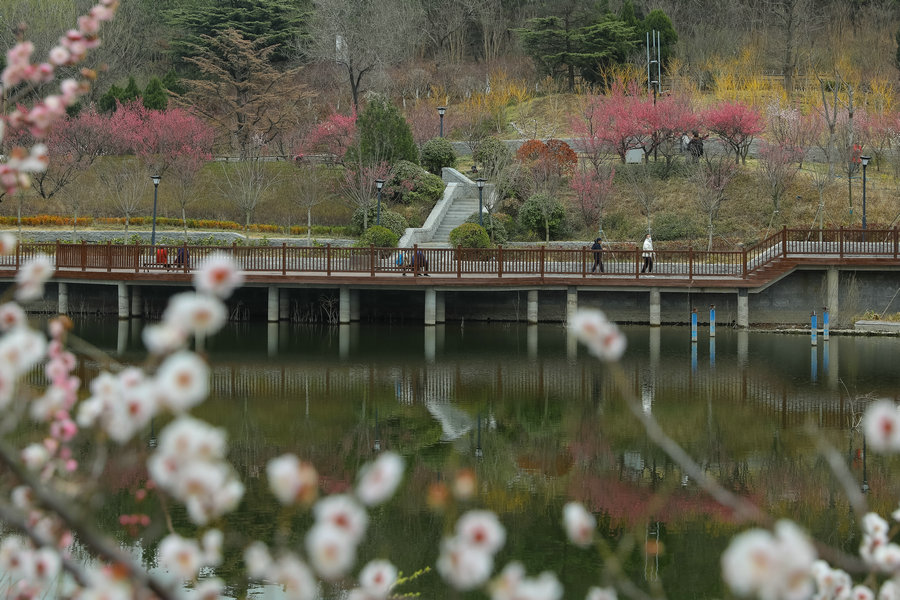 POTRET: Pohon Plum Bermekaran di Qingdao-Image-6