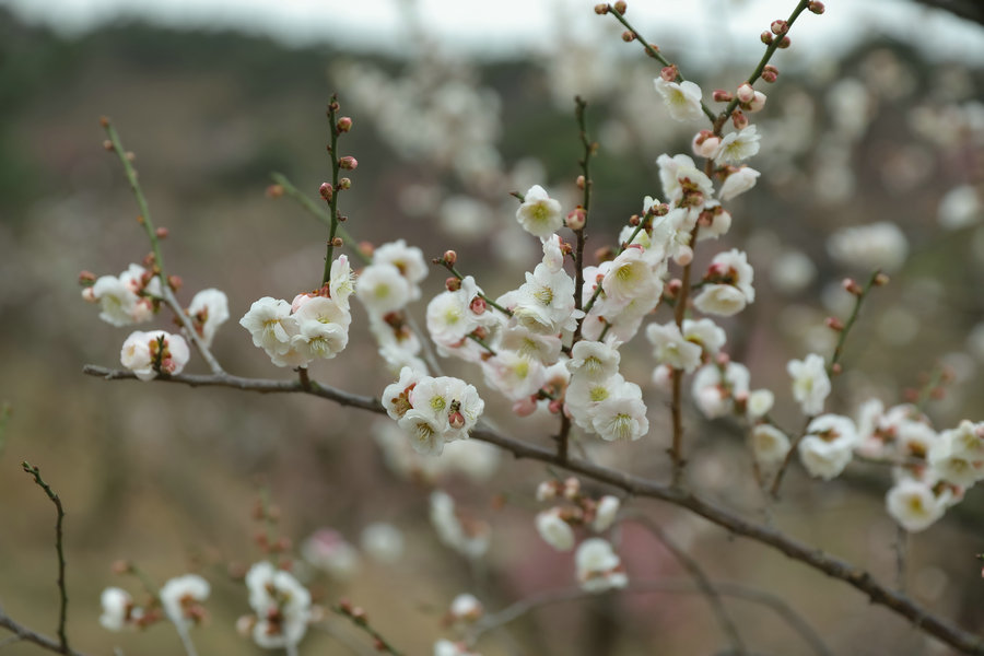 POTRET: Pohon Plum Bermekaran di Qingdao-Image-7