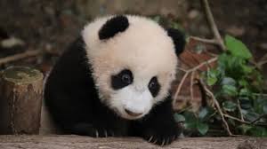 Panda Raksasa Bao Xin Mati Gagal Organ-Image-1